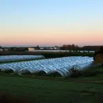 PAC post 2027, Liguria protagonista: investimenti e strategie per l’agricoltura del futuro